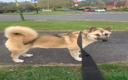 Akita dogs for sale: Female akita - Image 7
