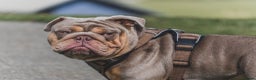 English Bulldog dogs for stud: ⭐️Proven English Bulldog available for stud⭐️ in Solihull - Advert 7