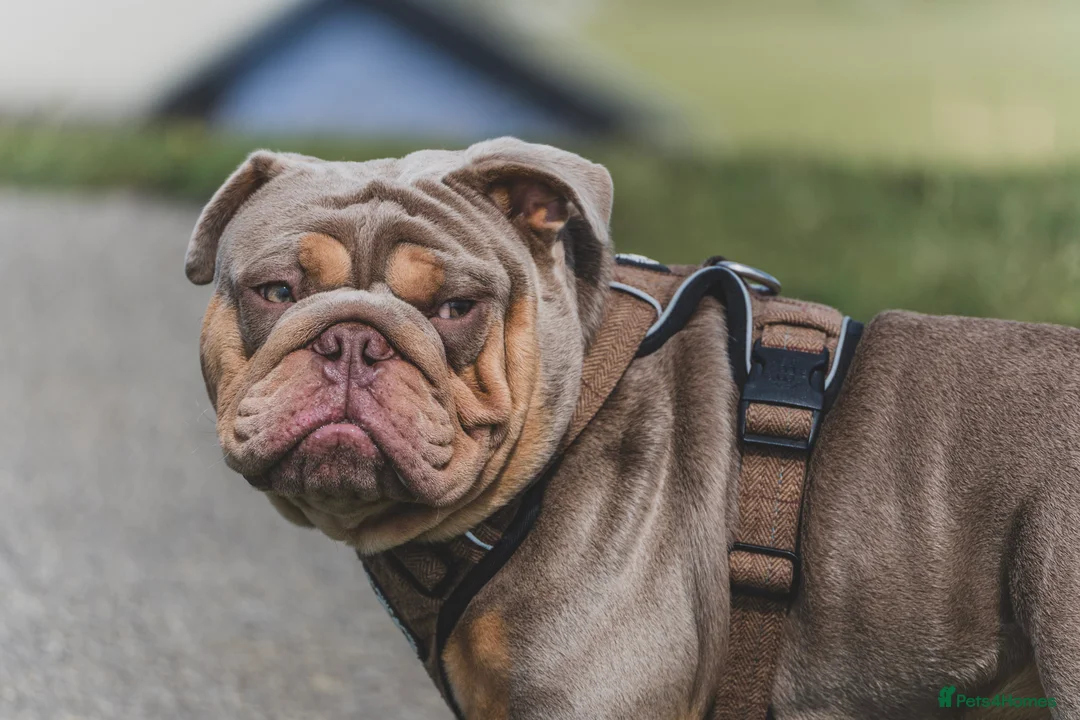 English Bulldog dogs for stud: ⭐️Proven English Bulldog available for stud⭐️ in Solihull - Advert 7