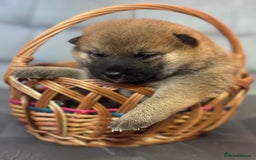 Japanese Shiba Inu dogs for sale: Adorable Japanese Shiba Inu Puppy Little Sunshine  - Image 13