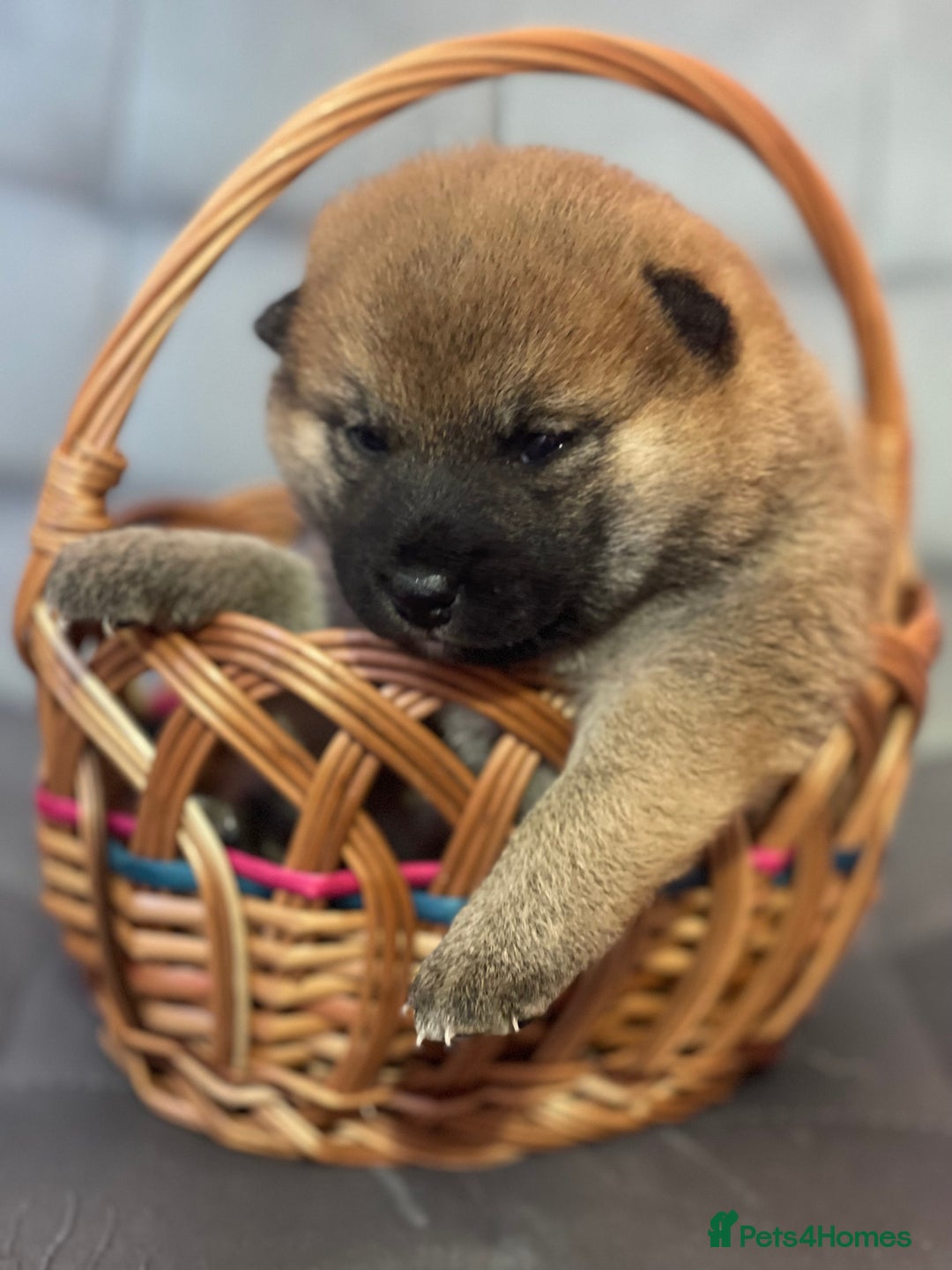 Japanese Shiba Inu dogs for sale: Adorable Japanese Shiba Inu Puppy Little Sunshine  - Image 13