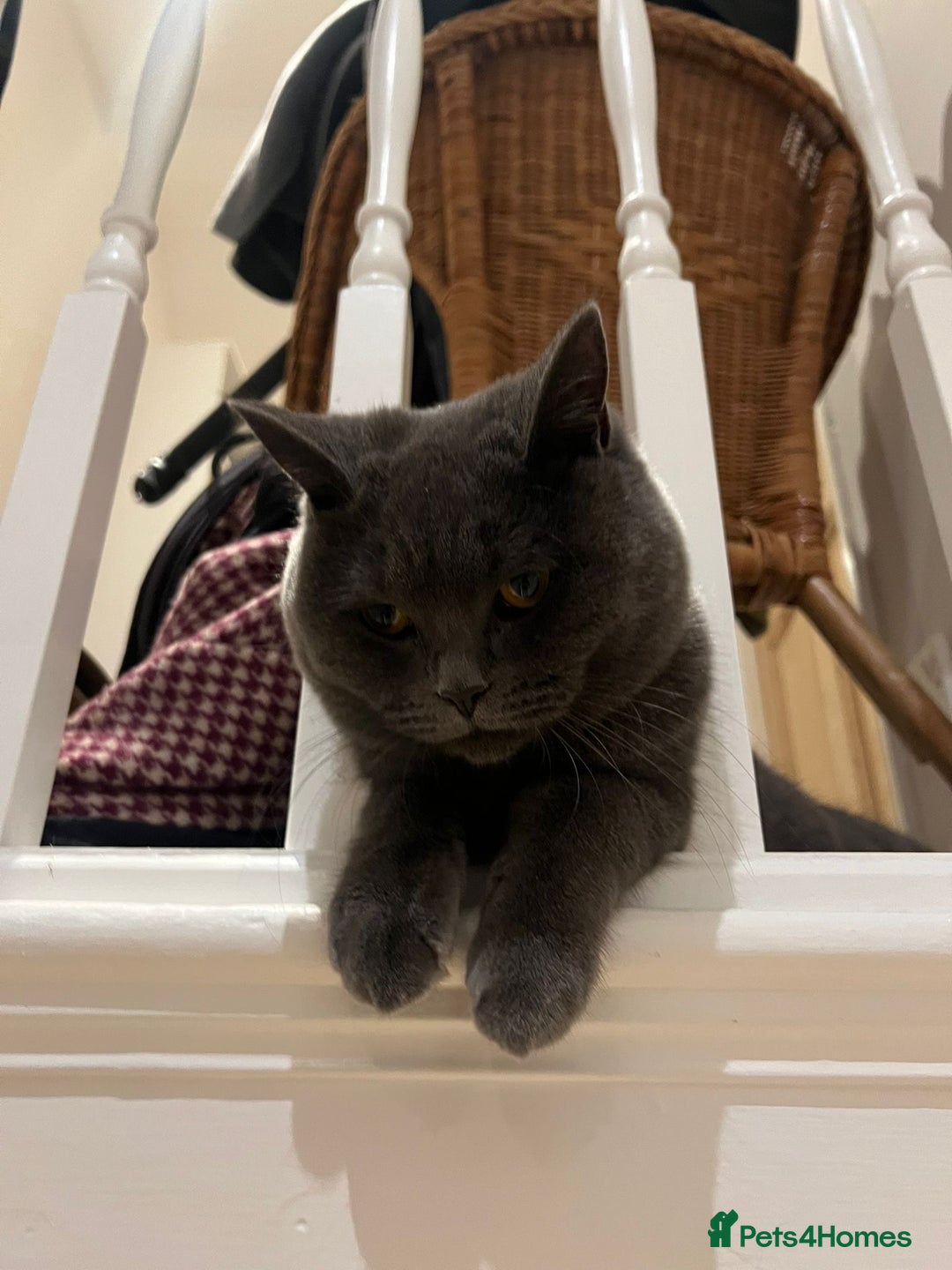 British Shorthair cats for sale: Female Blue British Shorthair 2 years old  - Advert 8