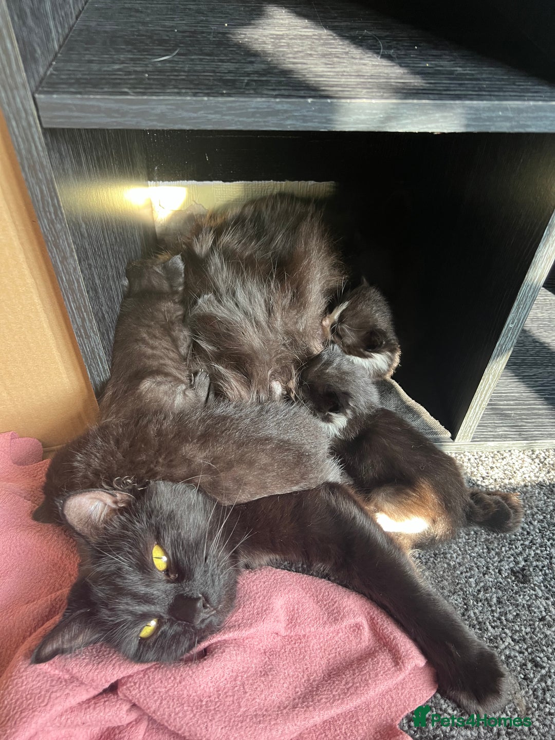 Mixed Breed cats for sale: 1 female kitten looking for home - Image 9