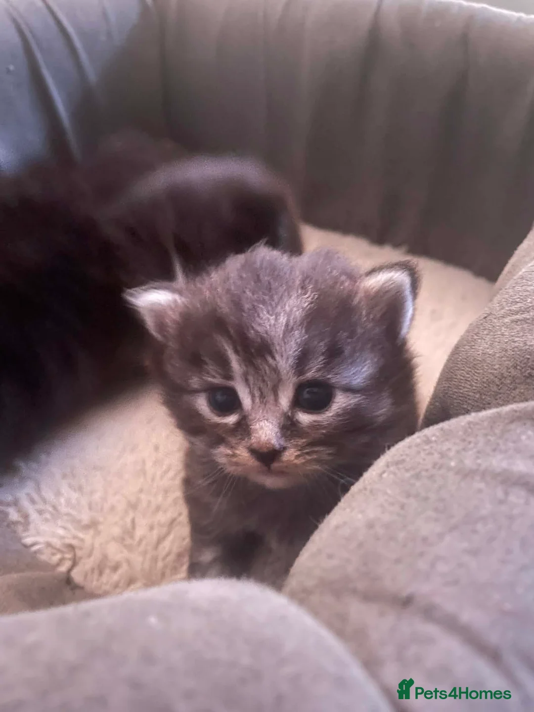 Siberian cats for sale: ✨ Beautiful kittens looking for loving homes ✨ in Eastleigh - Advert 2