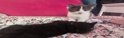 Mixed Breed cats for sale: 3 x female kittens in Hull - Advert 6