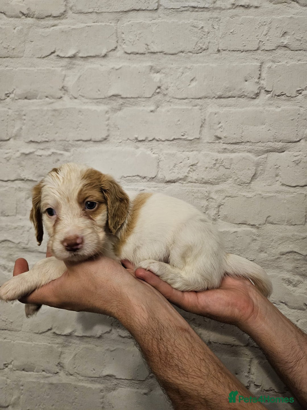 Cocker Spaniel dogs for sale: Cocker spaniels - Image 5