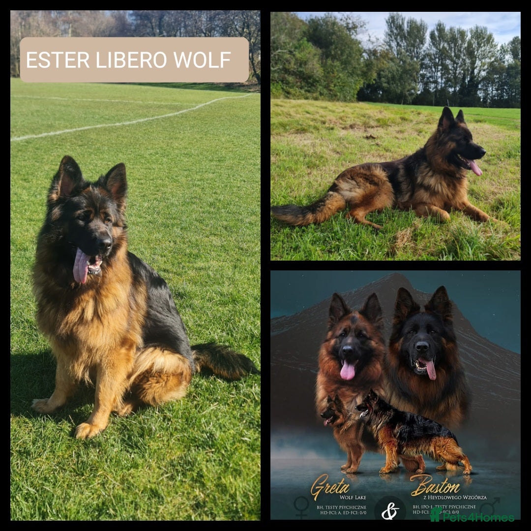 German Shepherd dogs for sale: KC, Top Quality Long Hair GSD Puppies  - Advert 6
