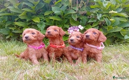 Goldendoodle dogs for sale: Stunning Miniature Goldendoodles - Image 14