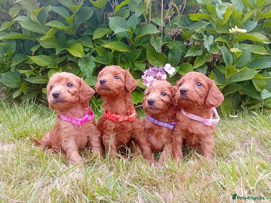 Goldendoodle dogs for sale: Stunning Miniature Goldendoodles - Image 14