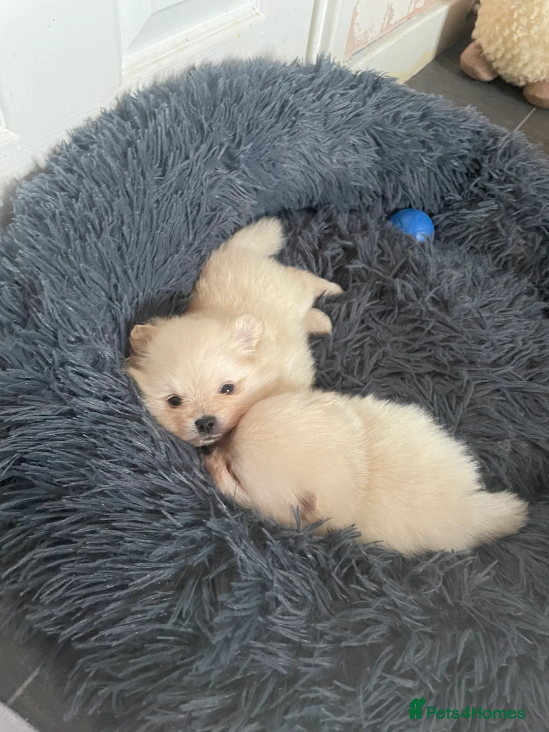 Pomeranian dogs for sale: White KENNEL CLUB Registered CHAMPION Bloodlines - Advert 33