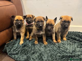 Mixed Breed dogs 1 GIRL LEFT Gorg GSD x Belgian Malinois Puppies - Advert 17