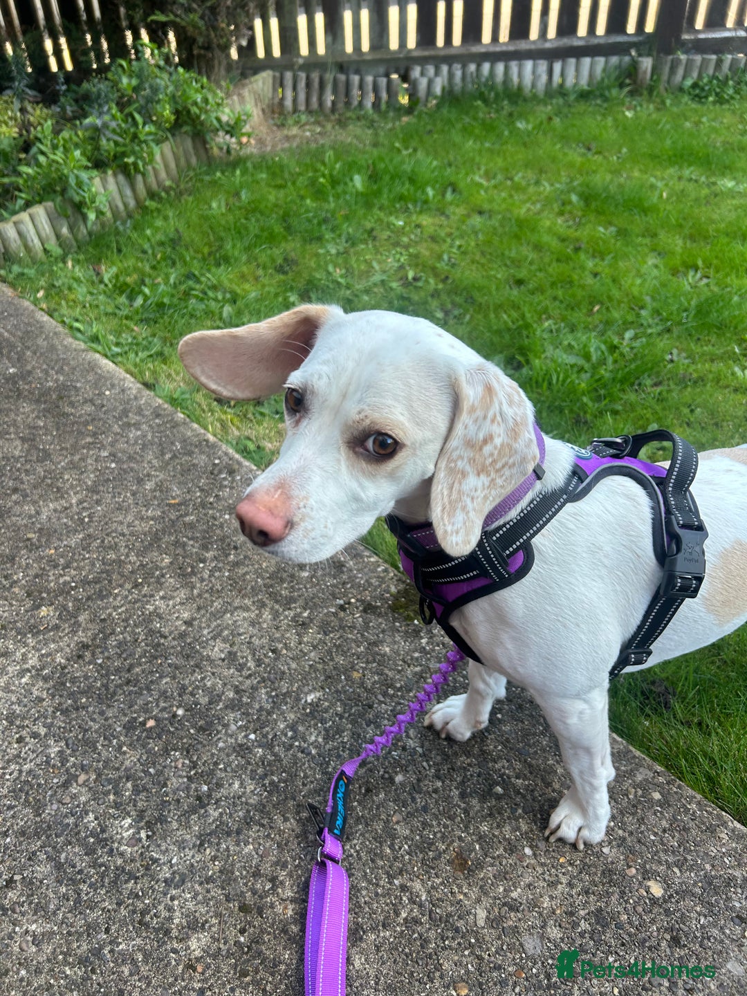 Beagle dogs for sale: Lemon beagle  - Image 4