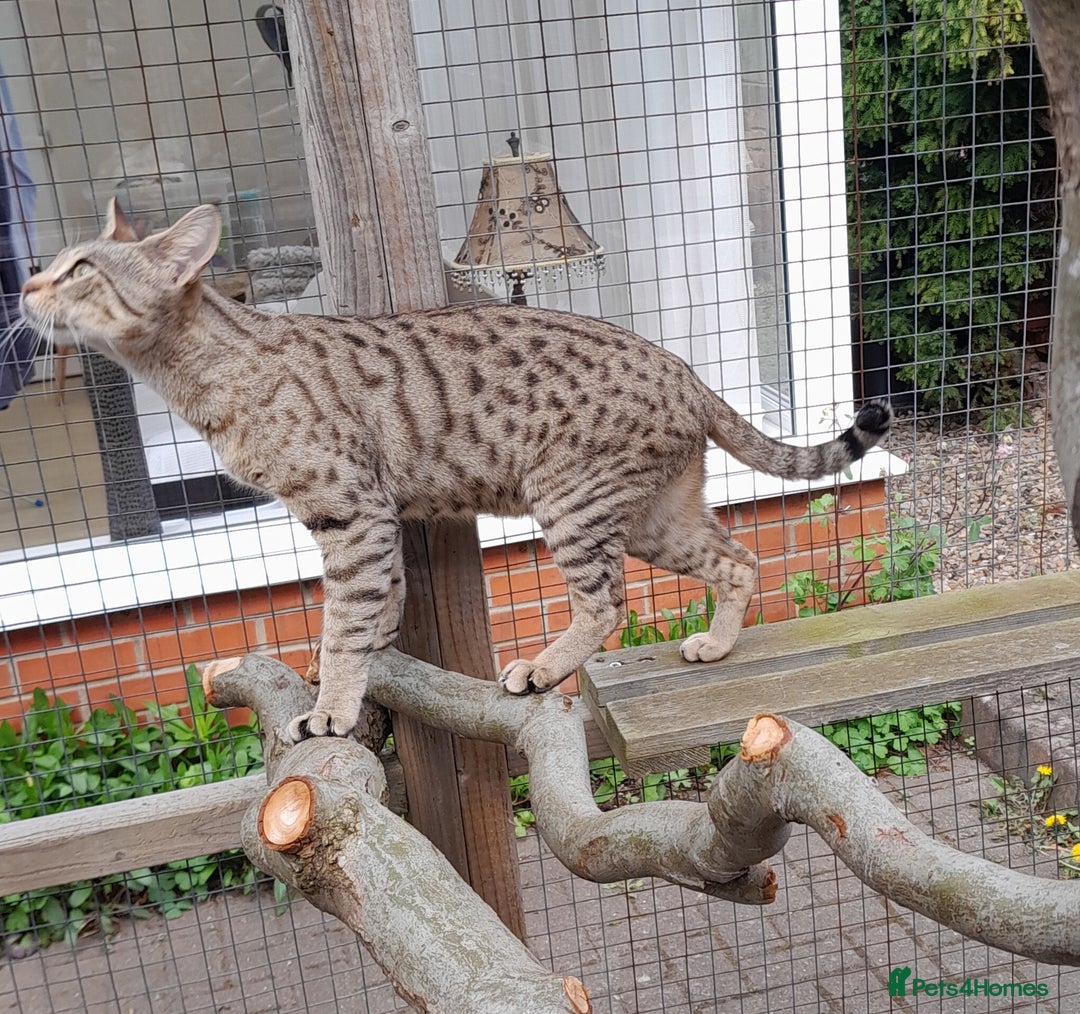 Savannah cats for sale: Pedigree Early generation TICA Reg Savannah Lady in Darlington - Image 9