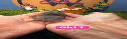 Rat rodents for sale: Baby Dwarf Rats Girl Boy  - Advert 3