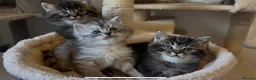 Persian cats for sale: Persian-Ragdoll Kittens - Affectionate and Fluffy - Advert 4
