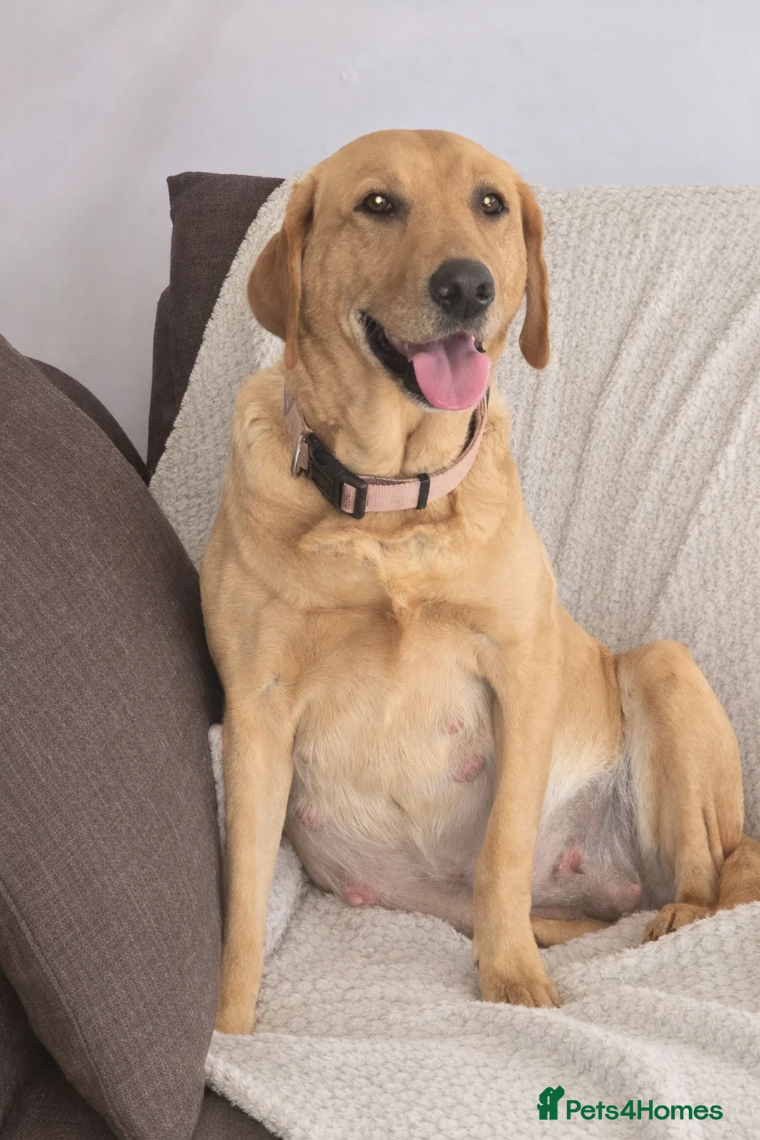 Labrador Retriever dogs for sale: 8 Beautiful black labrador puppies - Advert 2