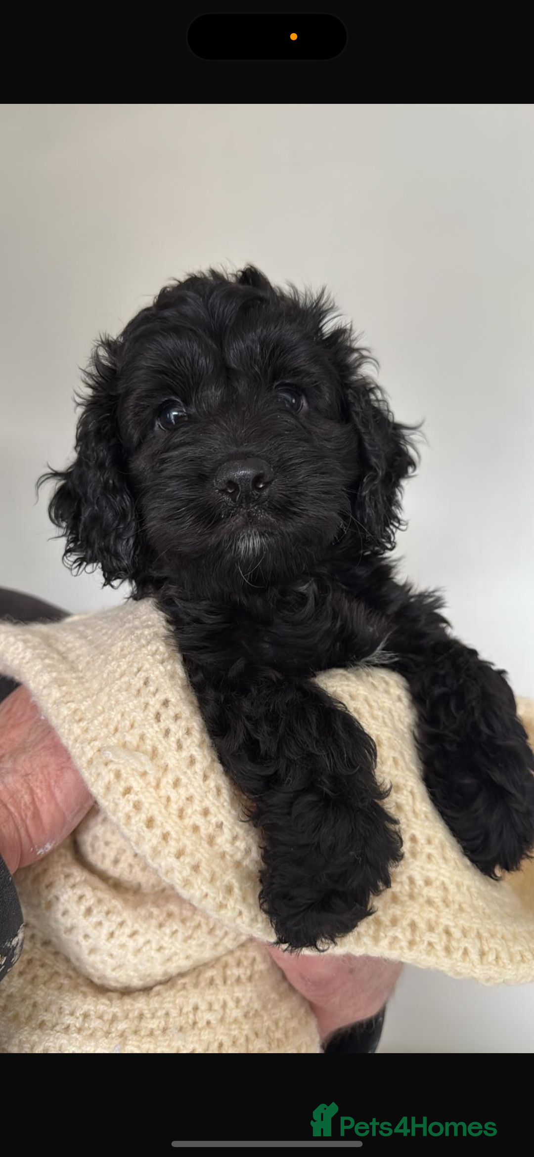 Sproodle dogs for sale: Beautiful Sproodle boy puppy - Advert 5