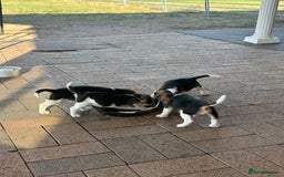 Beagle dogs for sale: Beautiful beagle puppies for sale  - Image 3