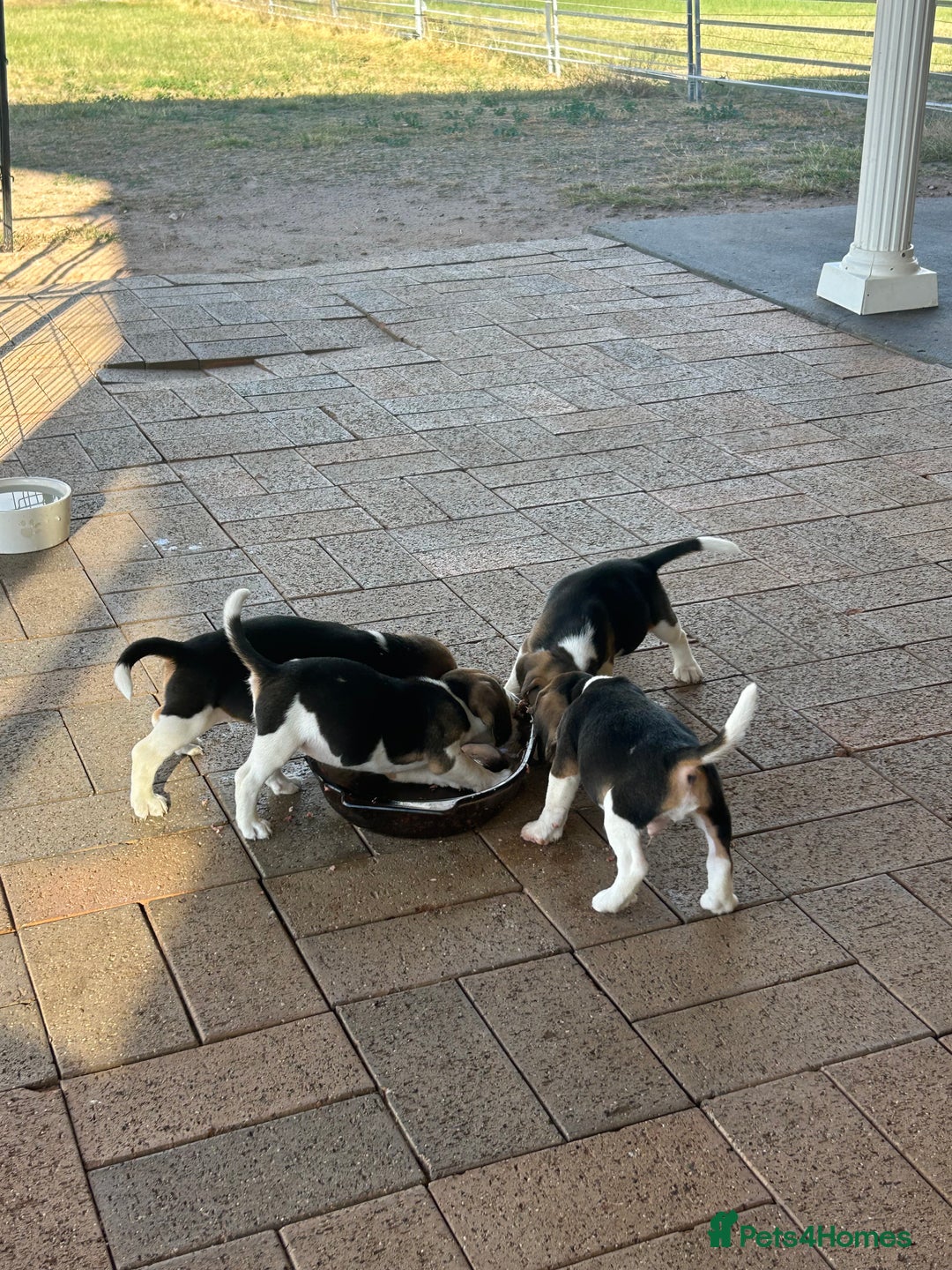 Beagle dogs for sale: Beautiful beagle puppies for sale  - Image 3