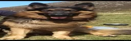 German Shepherd dogs for stud: Stud dog - Advert 4
