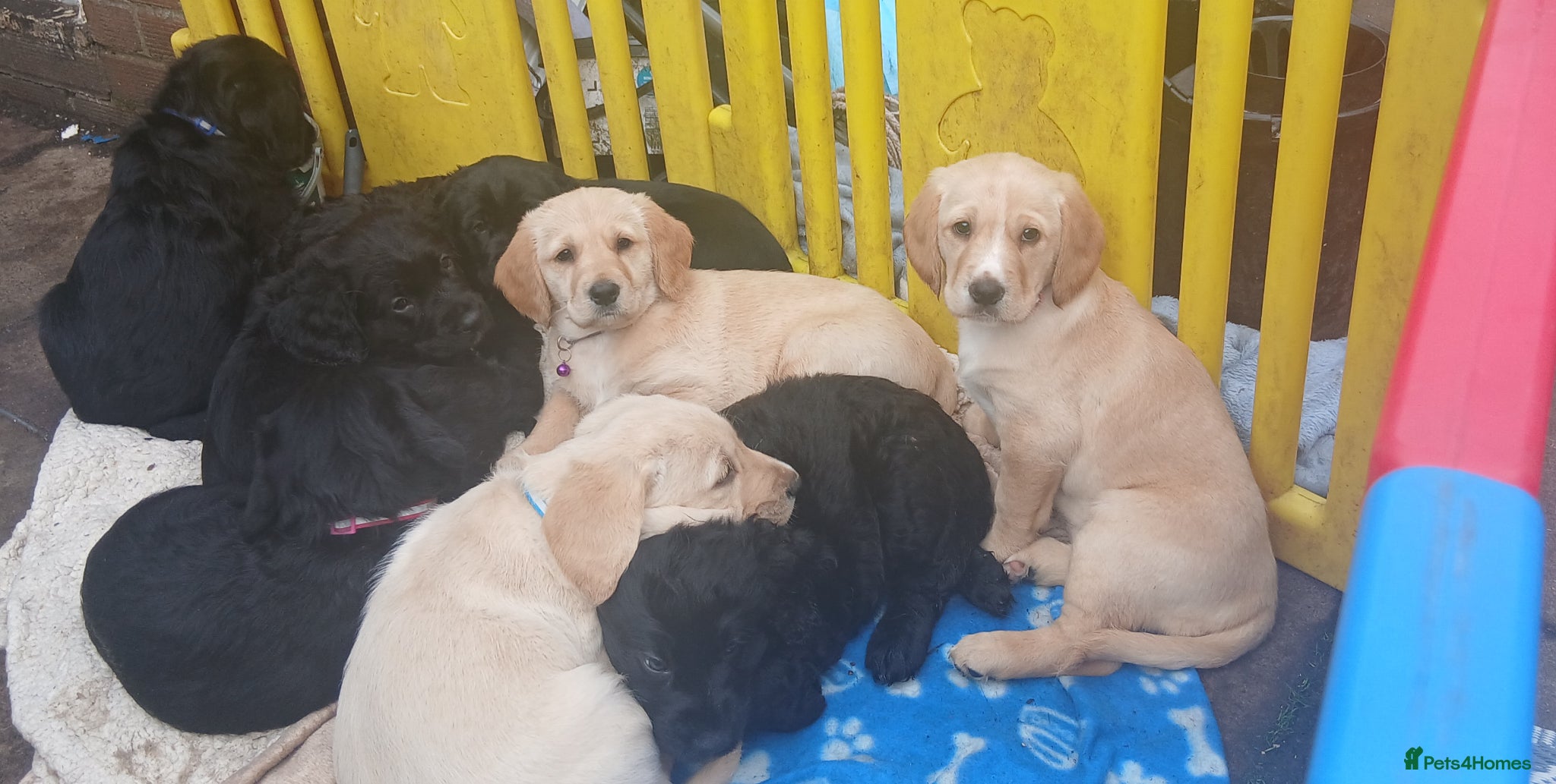 Mixed Breed dogs Crazy cute Cockapoo x Golden Retriever x puppies  - Advert 17