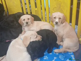 Mixed Breed dogs Crazy cute Cockapoo x Golden Retriever x puppies - Advert 17