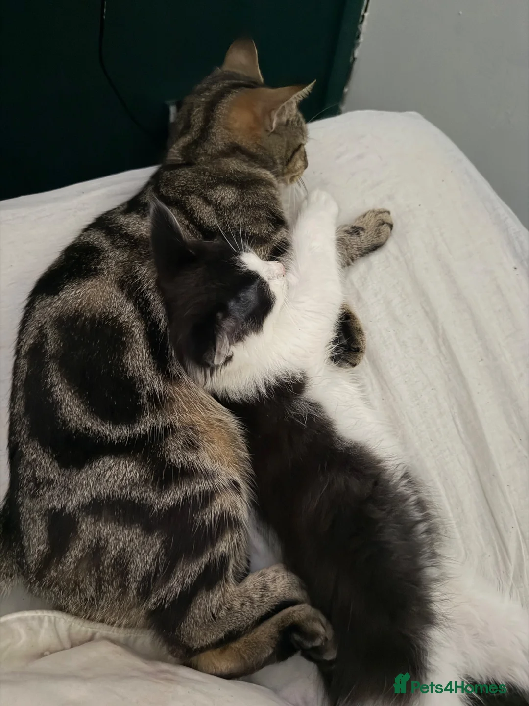 Mixed Breed cats for sale: Grey and White Female Kitten - Advert 1