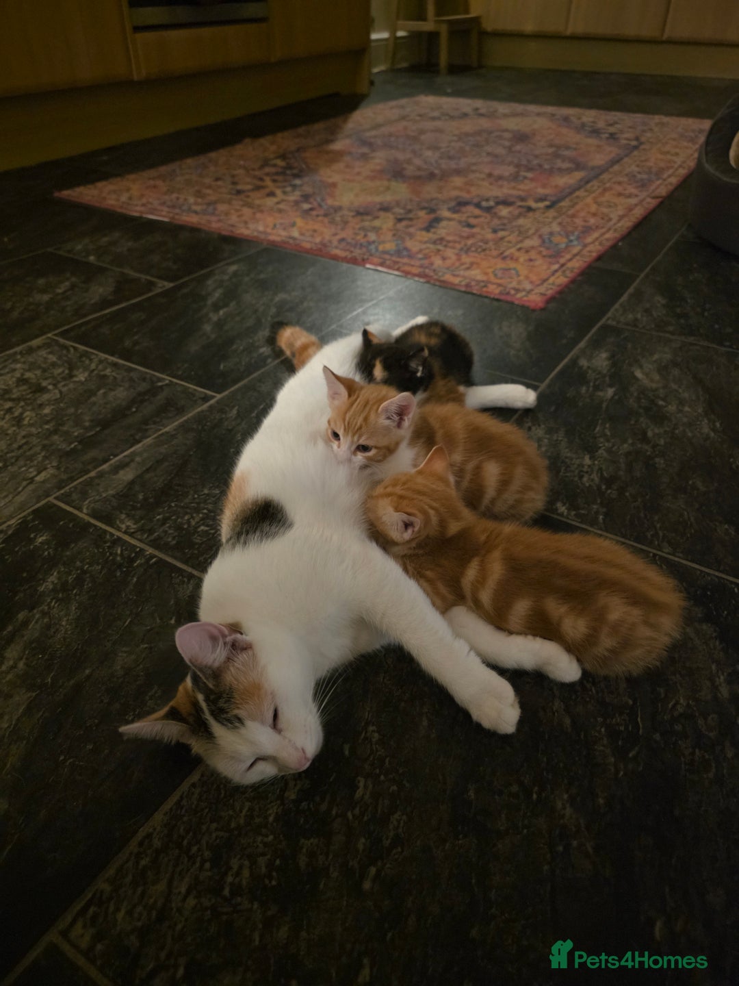 Mixed Breed cats for sale: 3 gorgeous kittens - Image 10