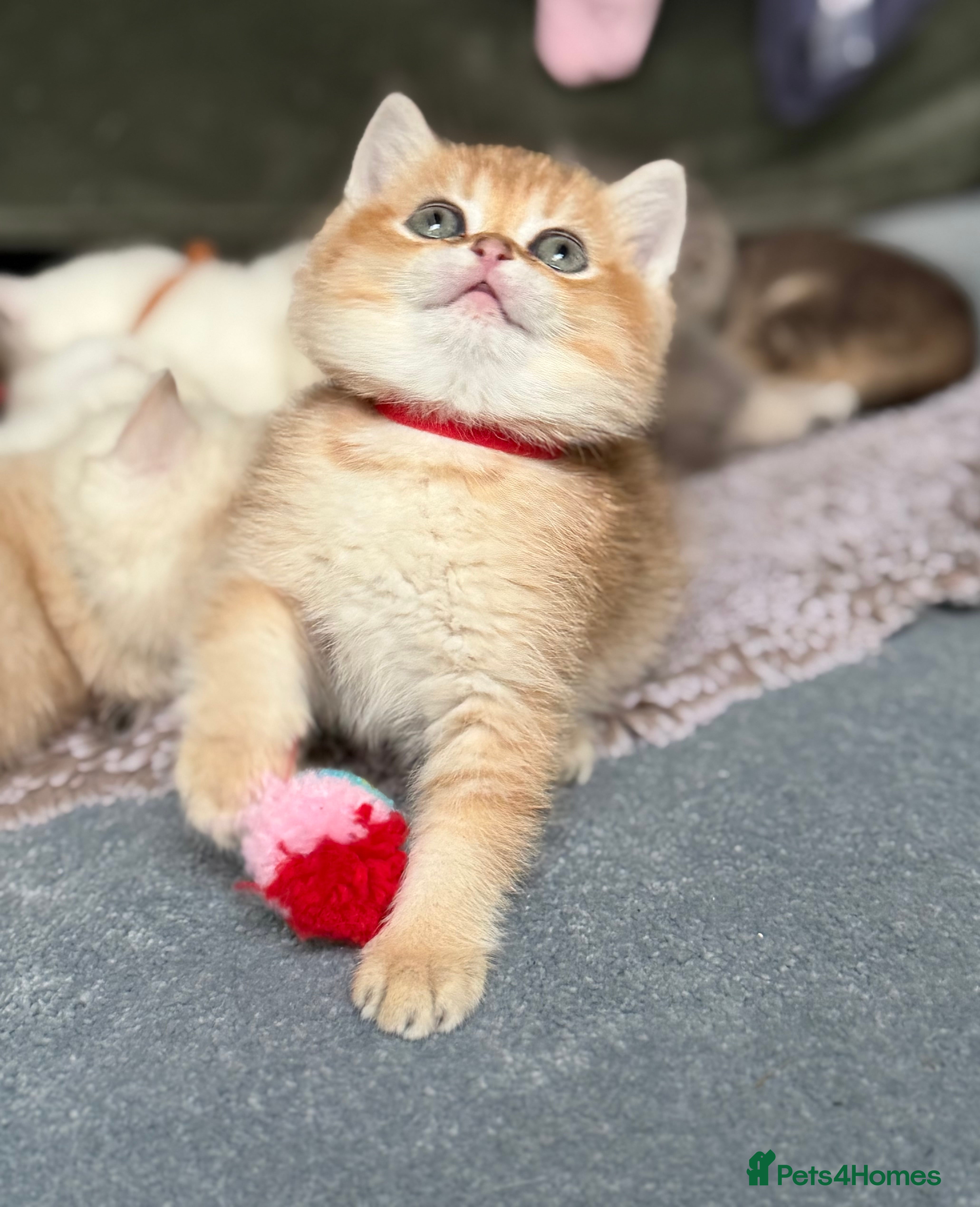 British Shorthair cats Adorable British shh golden kittens GCCF  - Advert 8