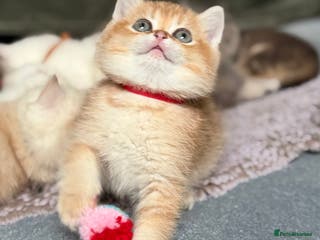 British Shorthair cats Adorable British shh golden kittens GCCF - Advert 8