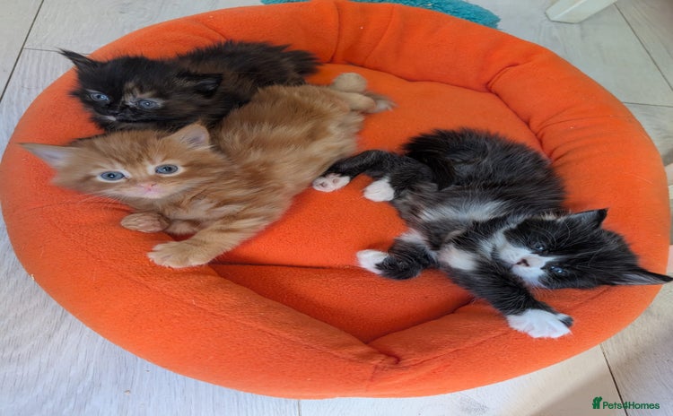Mixed Breed cats - Advert 10