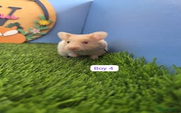 Hamster rodents for sale: Baby Syrian Hamster Male Female Boy Girl Pedigree  - Image 9