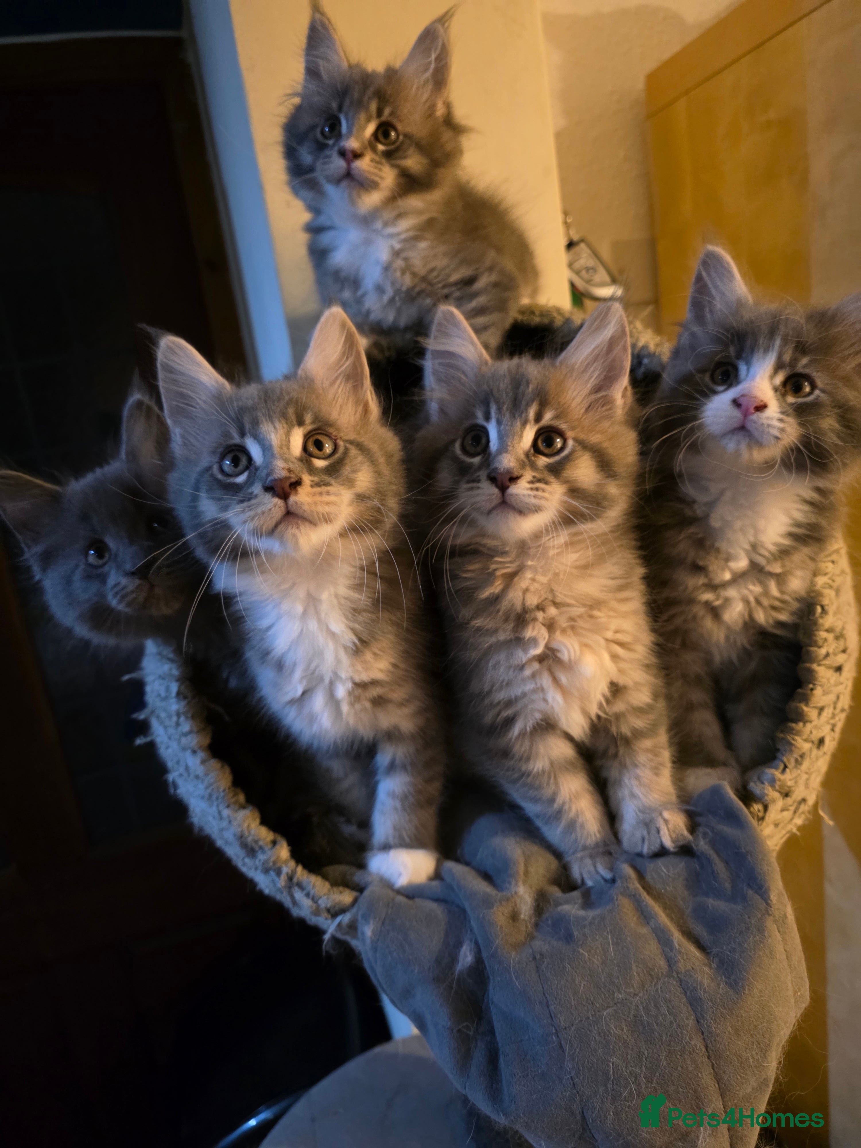 Maine Coon cats Beautiful Maine Coon Kittens 3 boys/ 3 girl  - Advert 3