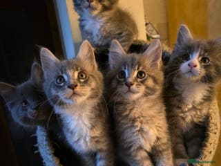 Maine Coon cats Beautiful Maine Coon Kittens 3 boys/ 3 girl - Advert 6