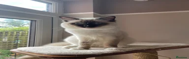 Ragdoll Kitten 2