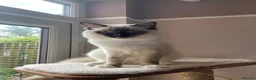 Ragdoll cats for sale: GCCF registered Ragdolls - Advert 15