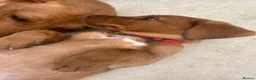 Labrador Retriever dogs for sale: Labrador Retriever puppies  - Advert 2