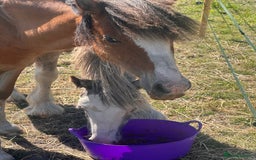 Irish Cob horses for sale: Buddy - Image 20