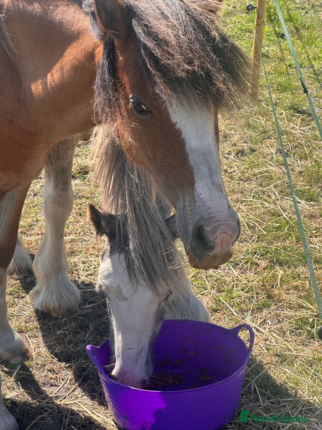 Irish Cob horses for sale: Buddy - Image 20