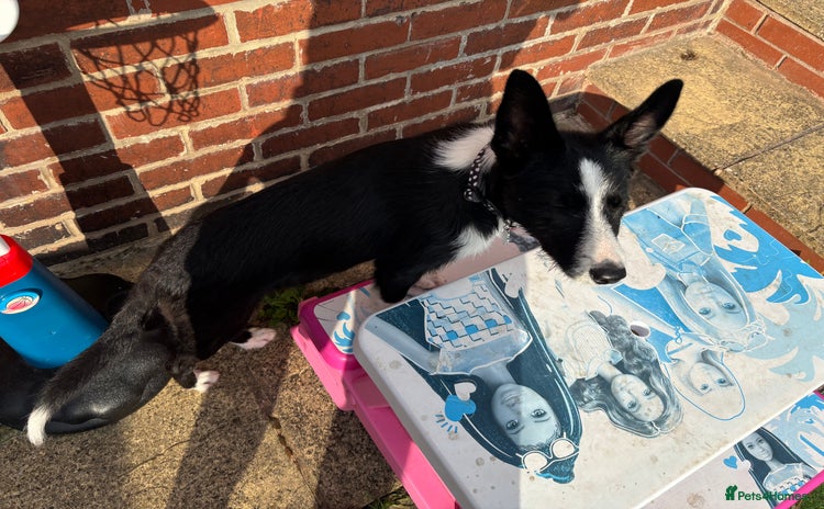 Border Collie dogs - Advert 3