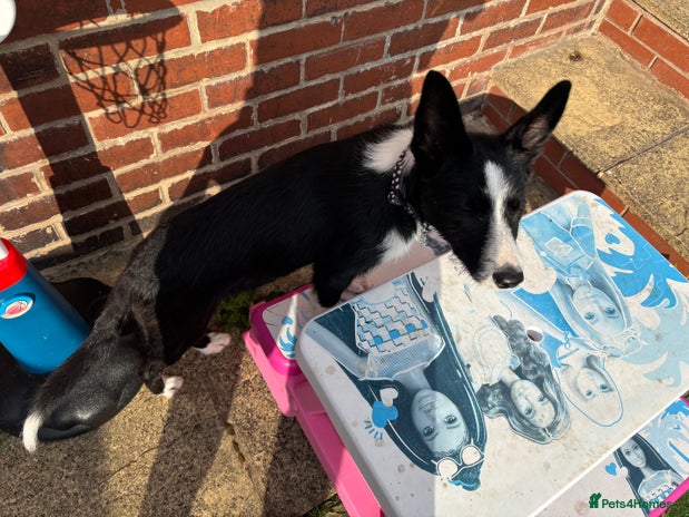 Border Collie dogs - Advert 13