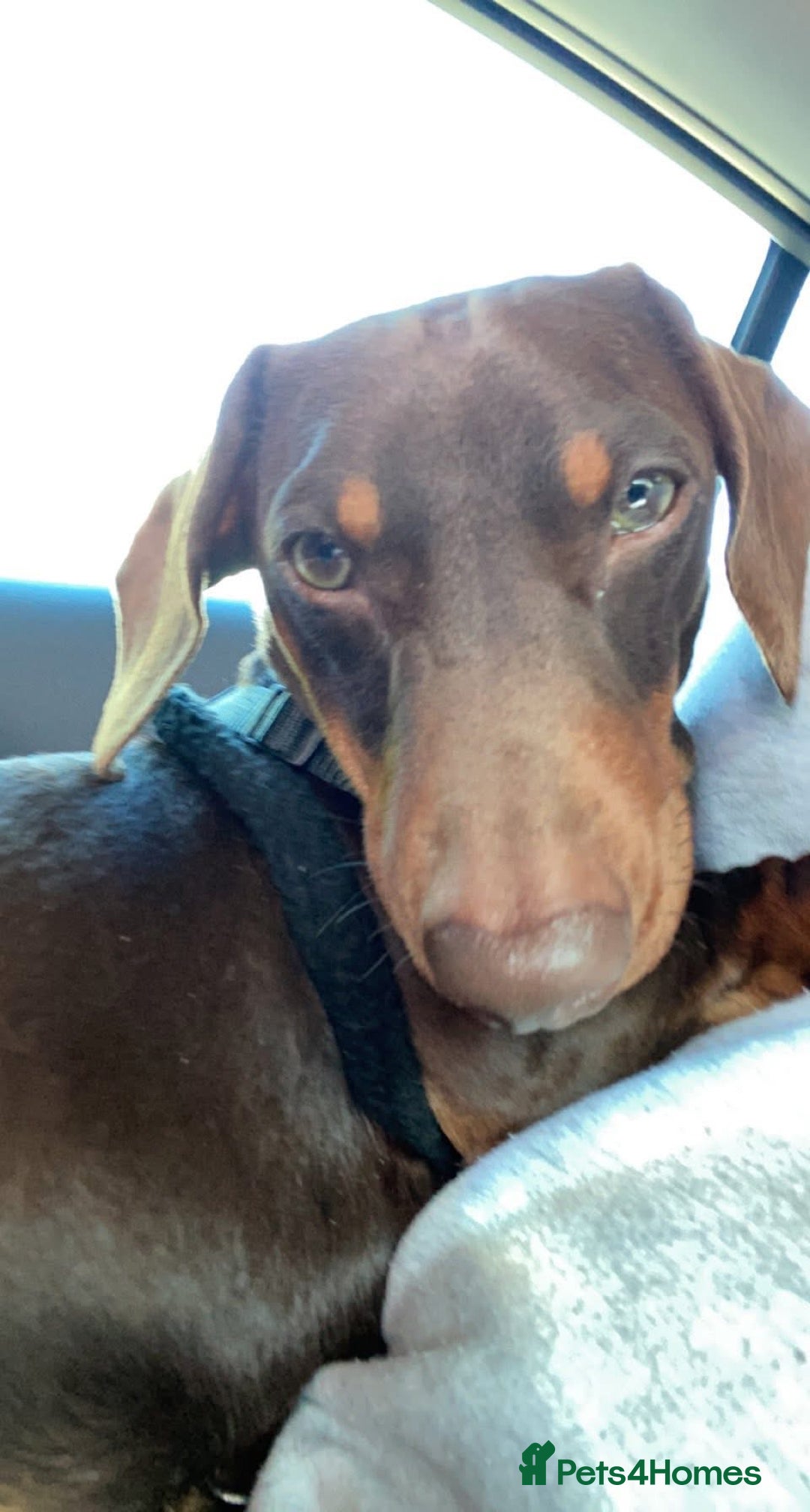 Miniature Dachshund dogs for sale: Miniture daschund - Advert 2