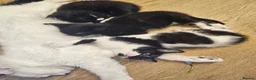Mixed Breed cats for adoption: Kittens  in Crawley - Advert 2