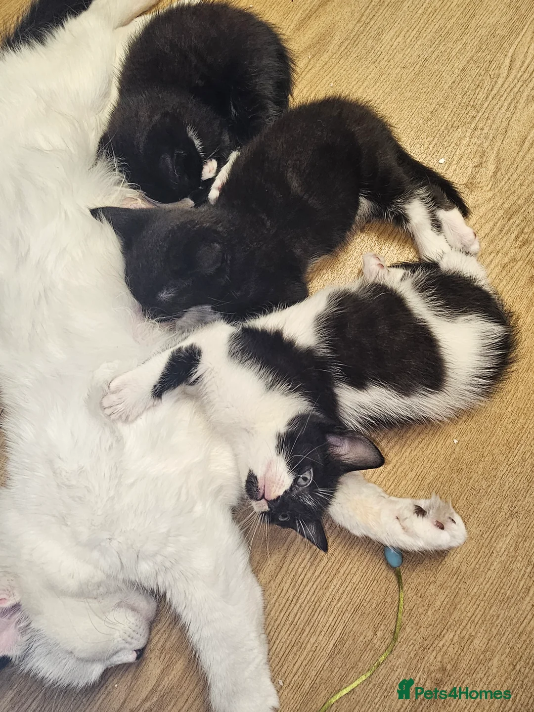 Mixed Breed cats for adoption: Kittens  in Crawley - Advert 2