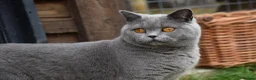 British Shorthair cats for sale: British Blue Shorthair kittens, 2 girls! - Advert 8