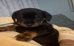 Mixed Breed dogs for sale: French bulldog x daschund - Image 7