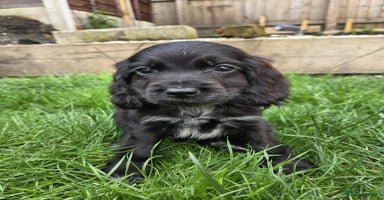 Cocker Spaniel dogs - Advert 3