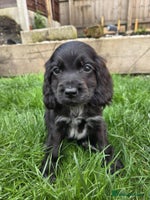 Cocker Spaniel dogs - Advert 7