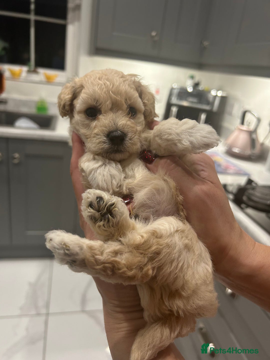 Toy Poodle dogs for sale: Stunning KC Registered Toy Poodle Pups  in Belfast - Advert 5