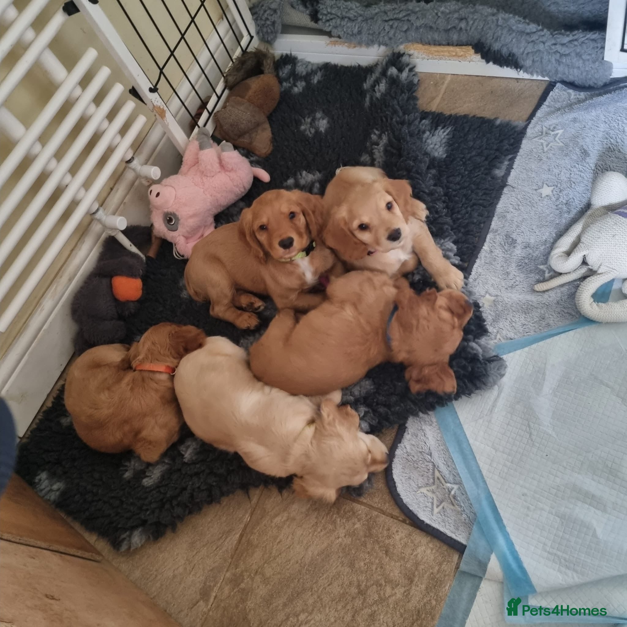 Cocker Spaniel dogs Gorgeous Working Cocker Spaniel Pups KC Reg - Advert 2